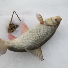На кивок