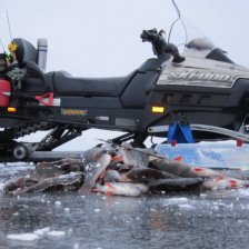 Окунь, Прозорово