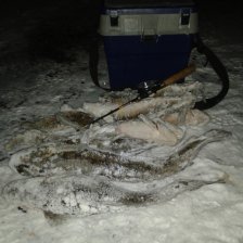 Все на Рыбинку, за налимом УРА!