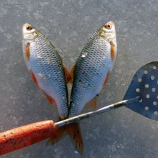 Плотвички с Рузы