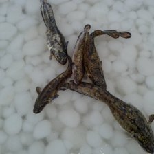 Рыба отличная, но вот фон