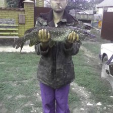 Щука