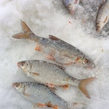 Пытались жерличить в районе Калязина