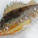 15 февраля пройдет Кубок Липецкой области по ловле рыбы на мормышку