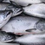 В Рыбинское водохранилище будет выпущена семга