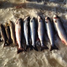 С Кольского...