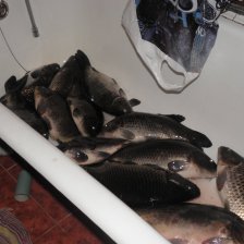 Карпы