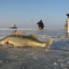 Первый зачет 3250гр.  64см.