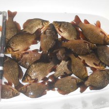 Возможно это красные караси