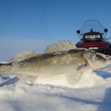 Морозец однако.....