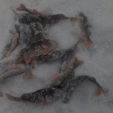 Окуни