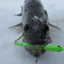 Злюка кусачая