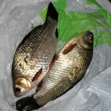 карась