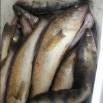 Онлайн с воды. Рыбинка