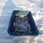 Отчитаюсь коротенька..