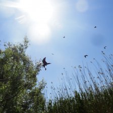 Колония бакланов
