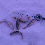 Плещеево озеро порадовало сегодня, хорошим клевом !