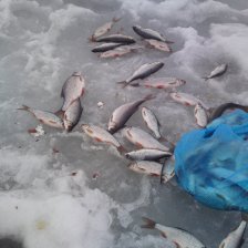 Рыбинка