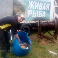 живая рыба