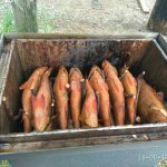 Первую судаковую морду увидел только в субботу.