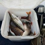 Подобрали приманки и понеслось
