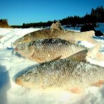 ГИГАНТСКАЯ ПЛОТВА НА ЗАКИДУШКИ / РЫБАЛКА В  -30! / 3 ДЕНЬ В ТАЙГЕ