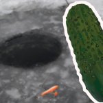 Почему окуни пахнут огурцом на Финском заливе?