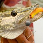 Косим щуку весной на джиг-риг: монтаж снасти и техника ловли
