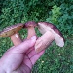 Сегодня. ДВ. Фидер