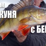 С каролиной на речного окуня