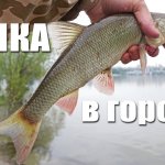 Ловля на донку с кормушкой с берега