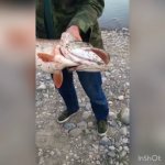 Поймал огромную щуку на ФИДЕР! Отпустил или нет?
