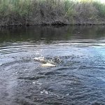 ДВАДЦАТЬ ДВА килограмма щука... КАК он ее в лодку то затащил?