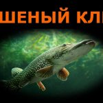 Щука на джиг - вот это удары!