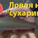 Ловля на сухую мушку. Красивые моменты из рыбалки.