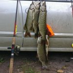 Жор щуки начинается, рыбалка в конце августа