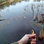 ЛОВЛЯ ПРОБКОЙ , ВЕСЕННЯЯ РЫБАЛКА .