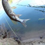 Щука, Окунь, Судак. Не рыбалка а сказка просто.