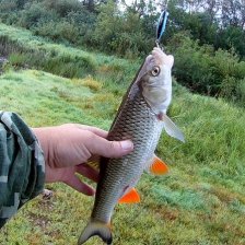 Yo-Zuri L-Minnow 44S-снова с добычей!