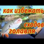 Как избежать сходов Голавля при ловле на спиннинг.