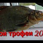 Мои трофеи фидерного сезона 2018