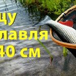 Поиск и поимка трофейного голавля на малой реке.