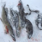 РЫБАЛКА НА НАЛИМА, СУДАКА И ЩУКУ.