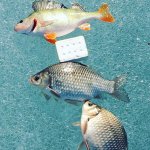 Раздача крупного карася!!! Удачно закрыли сезон твердой воды