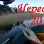 Нерест 2019. Ловля плотвы на Чудском озере на попловочную удочку..