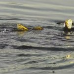 Нерест щуки, редкие кадры.Spawning pike rare footage.