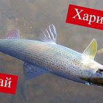Вечерняя Рыбалка на Озере Тальмень в Горном Алтае