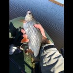 Плотва на Рыбинском водохранилище весной