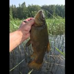 ЛЕТНЯЯ МОРМЫШКА, ЛОВЛЯ КРАСНОПЕРКИ И ЛИНЯ