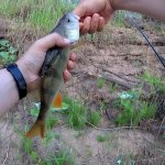 Зачетный окунь на отводной, рыбалка на спиннинг